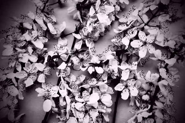 White flowers of bird cherry. Card for the holiday or invitation. Spring time. Foggy blurry photo. Abstract gentle spring blur. Many flowers on the branches. Black and white monochrome photography.