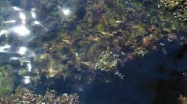 Yeşil mavi turkuaz şeffaf deniz tuzlu su dokusu. Su yüzeyinin üst görüntüsü ve dalgalanmalar. Su dalgaları arka planda. Alglerle kayalık taban kristal su yoluyla görülebilir..
