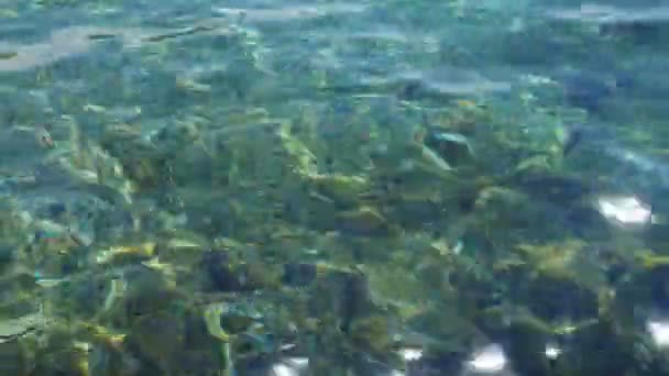 Zöld Azúr Türkiz Kék Átlátszó Tengervíz Textúra Vízfelszín Hullámok Felülnézete — Stock videók