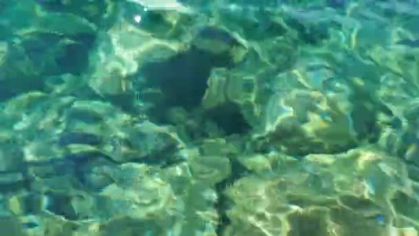 청록색 바닷물 물결의 꼭대기에서 바라본 것이다 바닷물의 파도가 해조류가 바닥은 — 비디오