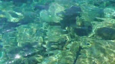 Yeşil mavi turkuaz şeffaf deniz tuzlu su dokusu. Su yüzeyinin üst görüntüsü ve dalgalanmalar. Su dalgaları arka planda. Alglerle kayalık taban kristal su yoluyla görülebilir..