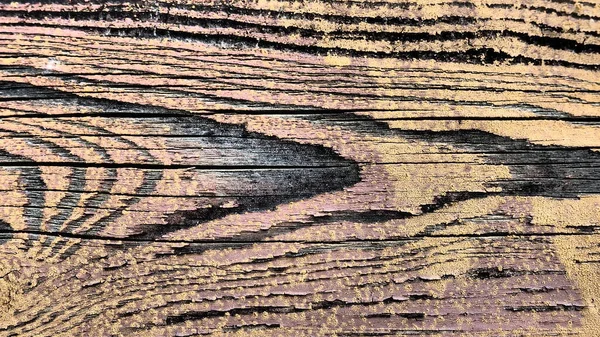 Texture Old Wood Stump Close Deep Cracks Wooden Surface Insect — Stock Photo, Image