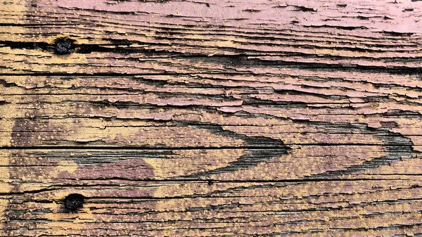 Texture Old Wood Stump Close Deep Cracks Wooden Surface Insect — Stock Photo, Image