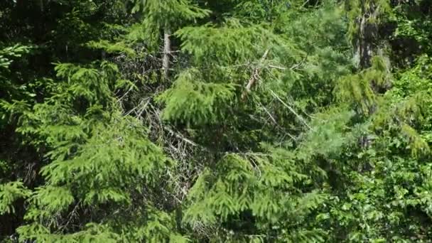 Picea Spruce Рід Хвойних Вічнозелених Дерев Родини Pinaceae Порожній Ліс — стокове відео