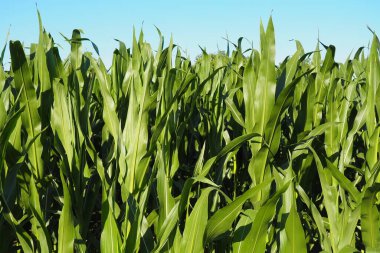 Mısır uzun yıllık bir otçul bitkidir. Tahıl mahsulü. Yazın akşamları altın bir saatte tarlada mısır yetiştirmek. Sırbistan. Açlık ve yemek sorunu. Tarım. Mısır tarlası ve mavi gökyüzü