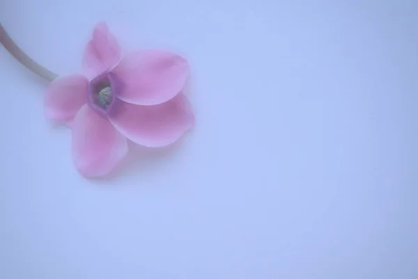 Pink Cyclamen Flower Side View Blue Background Blurred Tender Focus — ストック写真