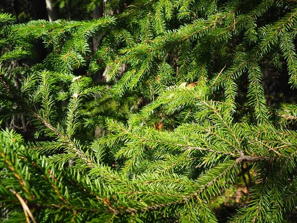 Picea Fichte Eine Gattung Immergrüner Nadelbäume Aus Der Familie Der — Stockfoto