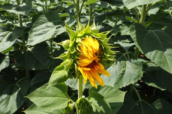 A blossoming sunflower bud. Protection of plants from diseases and pests. Helianthus sunflower Asteraceae. Annual sunflower or tuberous sunflower. Agricultural field. Blooming bud. Furry leaves.