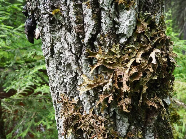 Moss Lichens Bark Tree Spruce Taiga Forest Karelia Orzega Lobaria — Zdjęcie stockowe