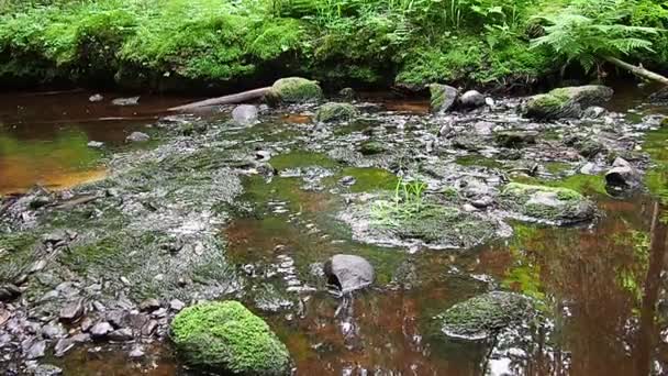 Rocky Forest Stream Orzega Karelia Ferruginous Brown Clear Water Water — ストック動画