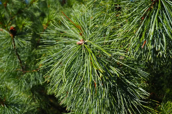 Сосна Гілка Золоту Годину Ввечері Pinus Pine Рід Хвойних Чагарників — стокове фото