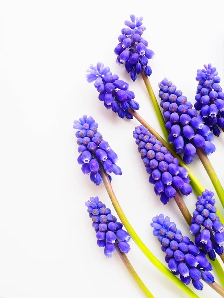 Blue spring flowers on a white background. Muscari armeniacum on a white background. Bright postcard, congratulations. Copy space still life flat lay. Armenian grape hyacinth