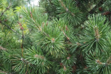 Pine branches at the golden hour in the evening. Pinus pine, a genus of conifers and shrubs in the pine family Pinaceae. Wildlife taiga of Karelia in summer