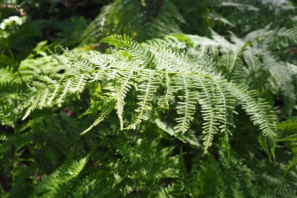 Fern Plant Forest Beautiful Graceful Green Leaves Polypodiphyta Vascular Plants — Stock Fotó