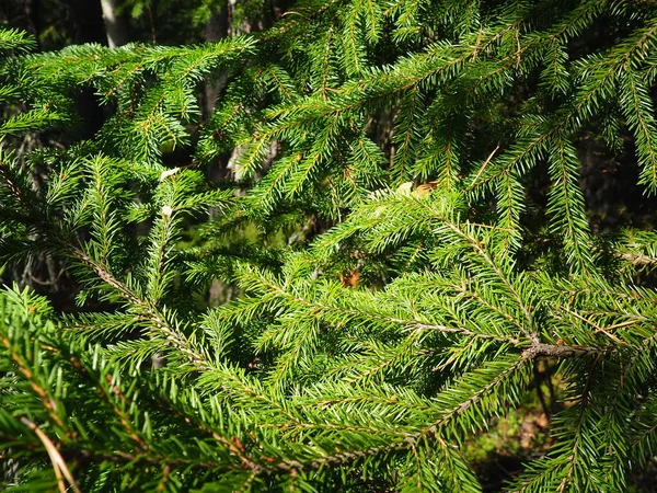 松葉科の針葉樹常緑樹の属であるピチアスプルース 朝鮮半島の針葉樹林 枝や針を発芽させます 生態系 森林破壊 気候変動の問題 — ストック写真