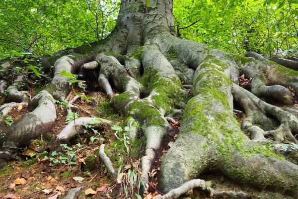 Korzenie Pokryte Zielonym Mchem Banja Koviljaca Serbia Park Tarasowy Korzeń — Zdjęcie stockowe