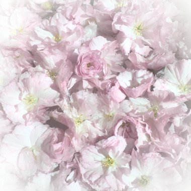 Pembe çiçekler kirazlı sakura arka plan. Çiçek duvarı. Yumuşak seçici odaklanma. Tatil kartpostalı. Pembe taç yaprakları ve sarı mamalar. Güzel arka plan. Beyaz vignette. Bulanık sanat. Bahar kiraz çiçeği.