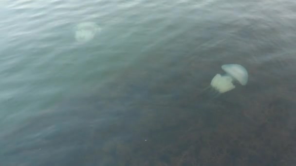 根粒菌 Rizostoma Pulmo 根粒菌目の根粒菌科のクラゲの一種である 2つの美しい大きなクラゲがアゾフ海の水の列に泳いでいます 毒クラゲ — ストック動画