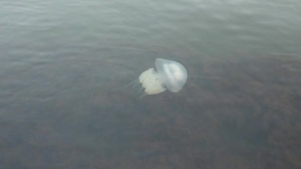 Rhizostoma Pulmo Druh Medúz Rodu Rhizostomatidae Řádu Rhizostomeae Krásné Velké — Stock video