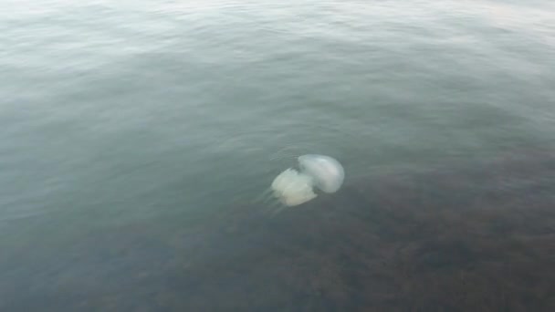 根瘤菌属水母是根瘤科水母科中的一种水母 在亚速海的水柱上 有一只美丽的大水母游动着 有毒水母 — 图库视频影像