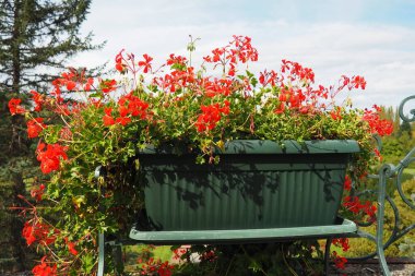 Sokakları ve parkları dikey olarak düzenleyen kırmızı sarmaşık pelargonyum. Güzel büyük pelargonyum sardunya turna gagası. Çiçekçilik ve bahçıvanlık. Banja Koviljaca.