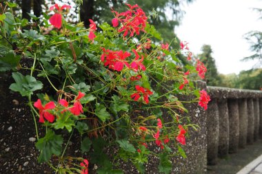 Sokakları ve parkları dikey olarak düzenleyen kırmızı sarmaşık pelargonyum. Güzel büyük pelargonyum sardunya turna gagası. Çiçekçilik ve bahçıvanlık. Banja Koviljaca.