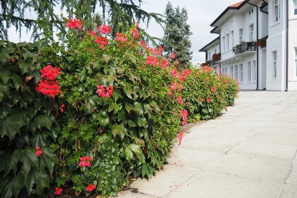 Blühende Rote Efeu Geranien Pelargonie Der Vertikalen Gestaltung Von Straßen — Stockfoto