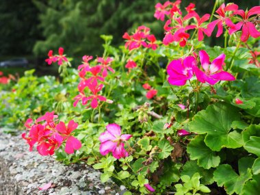 Çiçekli pembe sardunya pelargonyum, dikey olarak sokak ve park düzenleme tasarımı. Güzel büyük pelargonyum sardunya turna gagalı çiçekler. Çiçekçilik ve bahçıvanlık. Banja Koviljaca