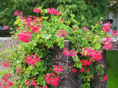 Çiçekli pembe sardunya pelargonyum, dikey olarak sokak ve park düzenleme tasarımı. Güzel büyük pelargonyum sardunya turna gagalı çiçekler. Çiçekçilik ve bahçıvanlık. Banja Koviljaca