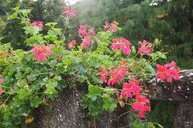 Çiçekli pembe sardunya pelargonyum, dikey olarak sokak ve park düzenleme tasarımı. Güzel büyük pelargonyum sardunya turna gagalı çiçekler. Çiçekçilik ve bahçıvanlık. Banja Koviljaca