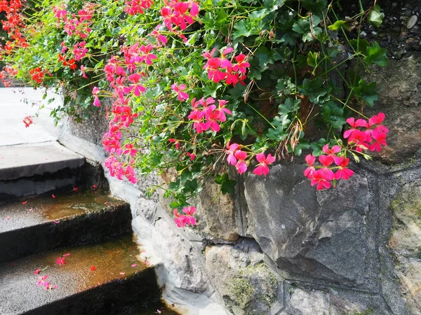 Blooming Pink Ivy Geranium Pelargonium Vertical Design Landscaping Streets Parks — Stock Photo, Image