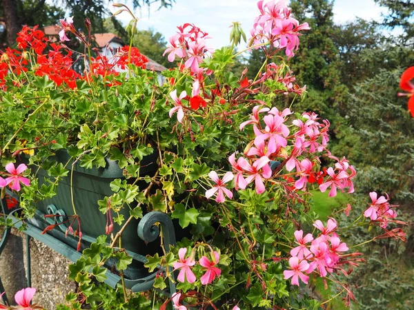 Blooming Red Pink Ivy Geranium Pelargonium Vertical Design Landscaping Streets — Stock Photo, Image