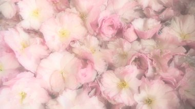 Pembe çiçekler kirazlı sakura arka plan. Çiçek duvarı. Yumuşak seçici odaklanma. Tatil kartpostalı. Pembe taç yaprakları ve sarı mamalar. Güzel arka plan. Bulanık sanat. Bahar kiraz çiçeği. Prunus serrulata