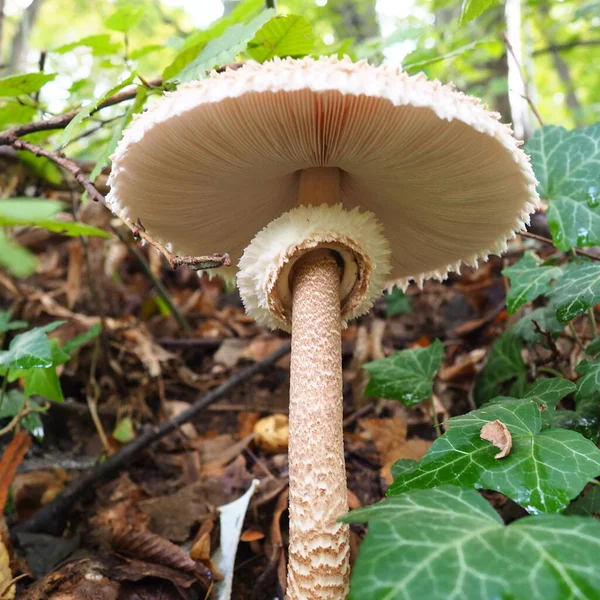 Parasol Mushroom Macrolepiota Procera Uma Espécie Cogumelo Família Champignon Corpos — Fotografia de Stock