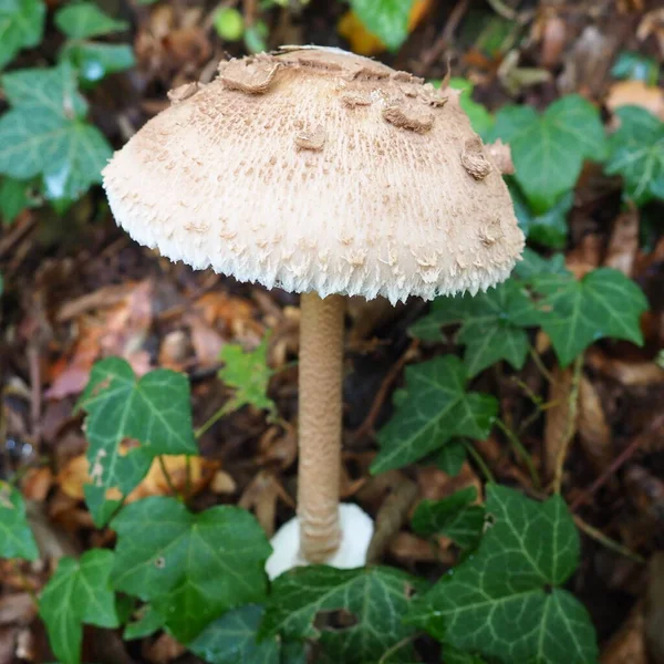 Macrolepiota Procera 속하는 버섯의 일종이다 열매의 몸통은 모양이고 중앙에 황토층 — 스톡 사진