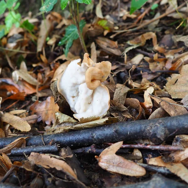 Helvella Crispa Una Especie Hongo Perteneciente Género Helvella Helvella Familia — Foto de Stock