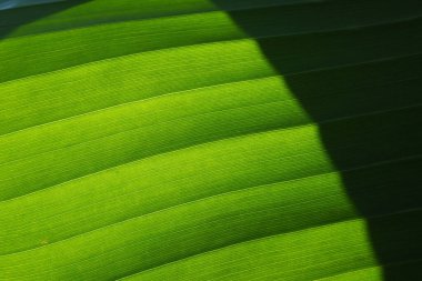 Banana leaf close up. Green leaf with a striped surface. Black shadow. Natural background. Banana, the oldest food crops. For tropical countries the most important food plant and the main export item