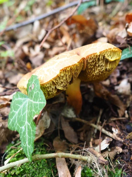 Xerocomus Flywheel Est Genre Champignons Tubulaires Comestibles Famille Des Boletaceae — Photo