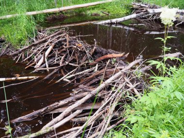 A beaver dam erected by beavers on a river or stream to protect against predators and to facilitate foraging during the winter. The dam materials are wood, branches, leaves, grass, silt, mud, stones.