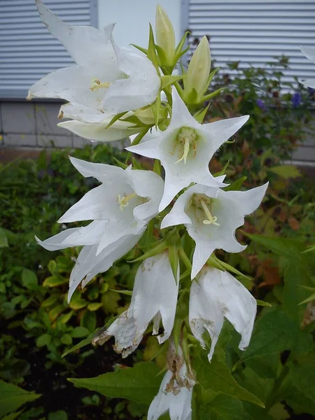 Campanula Latifolia Type Species Genus Bellflower Family Perennial Herbaceous Plant — Zdjęcie stockowe