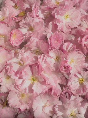 Pembe çiçekler kirazlı sakura arka plan. Çiçek duvarı. Yumuşak seçici odaklanma. Tatil kartpostalı. Pembe taç yaprakları ve sarı mamalar. Güzel arka plan. Yaprak sanatı. Bahar kiraz çiçeği. Prunus serrulata