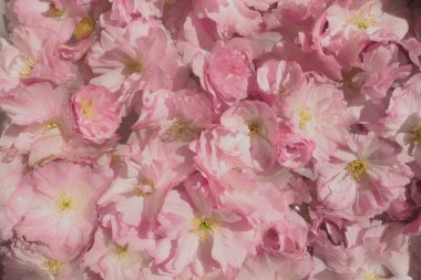 Pembe çiçekler kirazlı sakura arka plan. Çiçek duvarı. Yumuşak seçici odaklanma. Tatil kartpostalı. Pembe taç yaprakları ve sarı mamalar. Güzel arka plan. Yaprak sanatı. Bahar kiraz çiçeği. Prunus serrulata