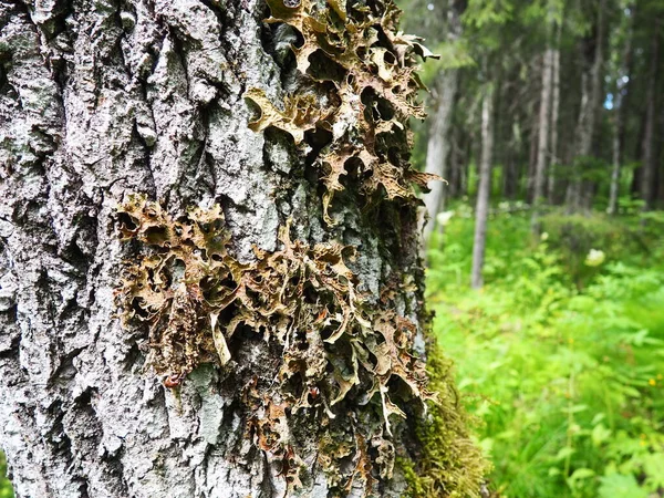 Moss Lichens Bark Tree Spruce Taiga Forest Karelia Orzega Lobaria — Fotografia de Stock