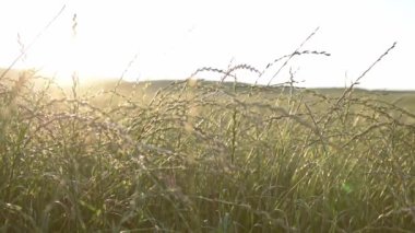 Cereal meadow in the golden hour of sunset
