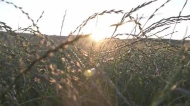 Cereal meadow in the golden hour of sunset