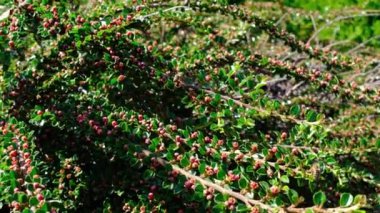 Arılar çiçeklerde polen arıyor