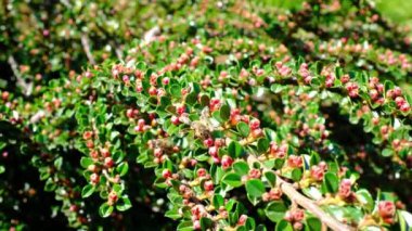 Arılar çiçeklerde polen arıyor