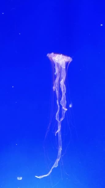 クラゲは真っ青な背景で垂直に動いています — ストック動画