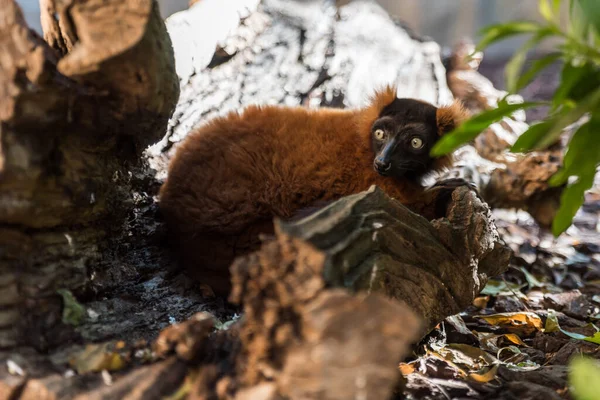Close up of the rare red ruffed lemur (Varecia rubra)