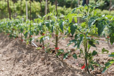 Tomato seedlings grow in the home garden. Seedling growth period